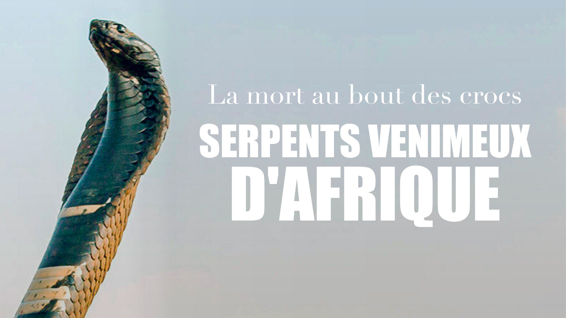 La mort au bout des crocs : Serpents venimeux d'Afrique
