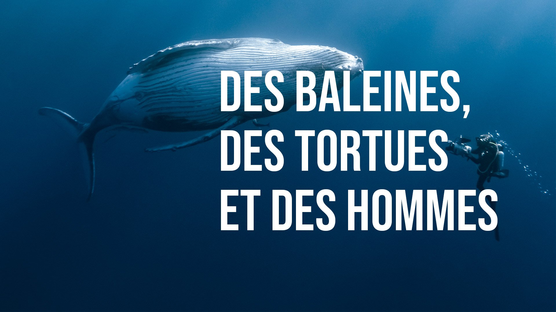 Des baleines, des tortues et des hommes
