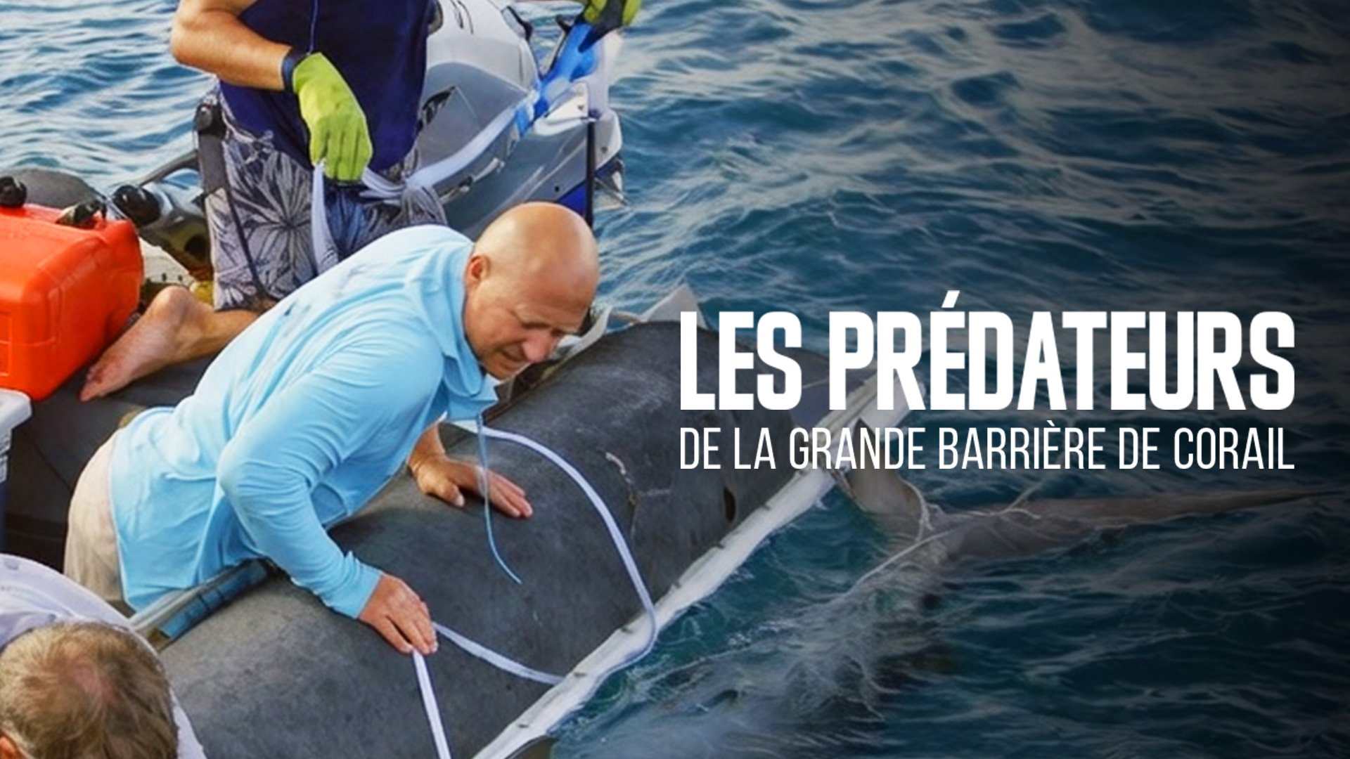Les prédateurs de la Grande Barrière de corail