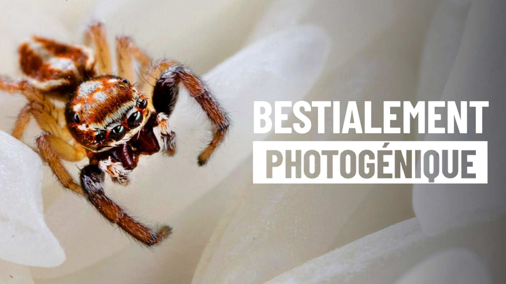 Bestialement photogénique - S02E04
