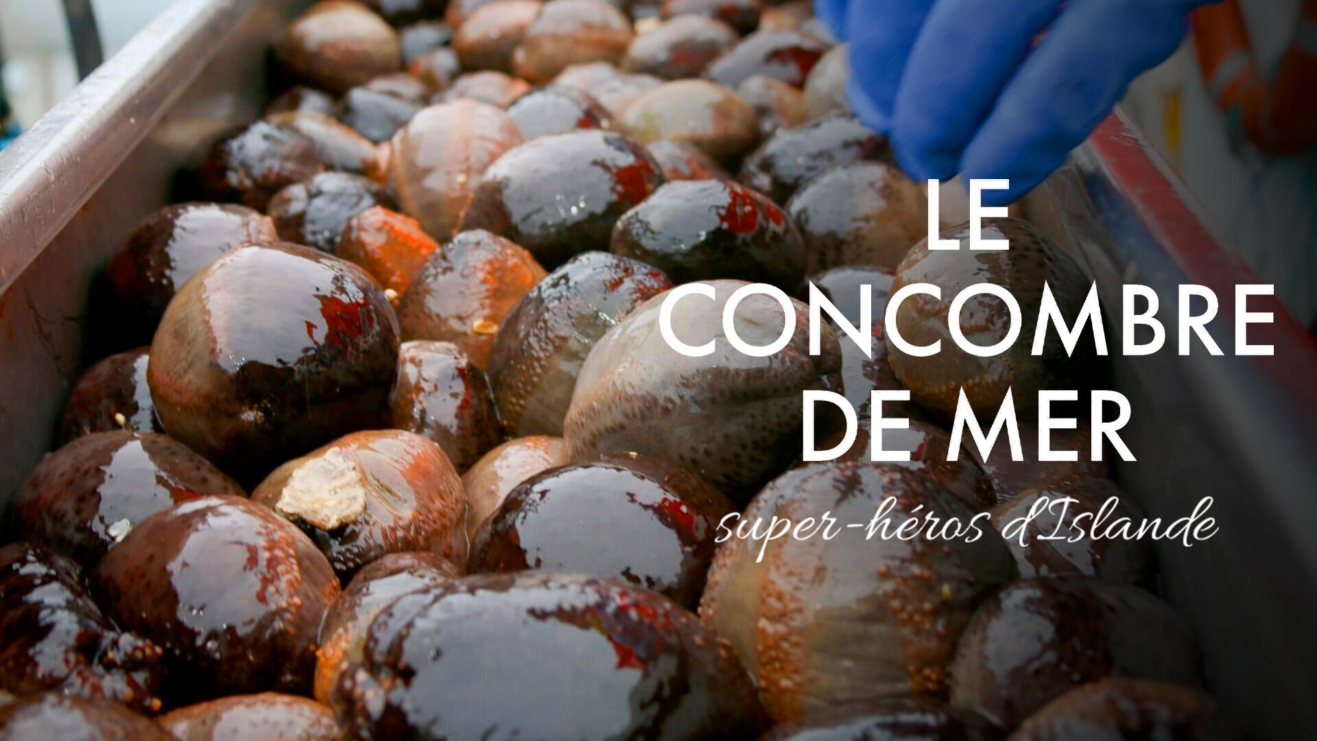 Le concombre de mer, super-héros d'Islande - S25E17